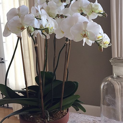 Orchid Love